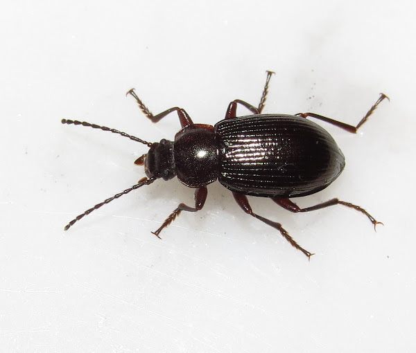 Darkling beetle Project Noah