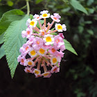 West Indian Lantana