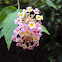 West Indian Lantana