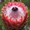 Queen Protea
