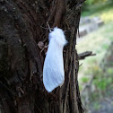 Fall webworm - Amerikanischer Webebär