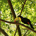 Keel-billed Toucan