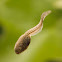 Tadpole, Pollywog or Porwigle