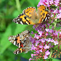 Painted Lady Butterflies