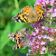 Painted Lady Butterflies