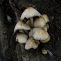 Inky Cap