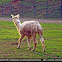 Alpaca