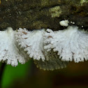 Splitgill