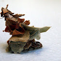 Bag worm