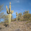 Saguaro