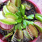 Venus flytrap