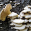 Spongy-toothed Polypore mushroom