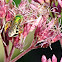 Sweat Bee