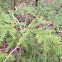 Eastern Hemlock