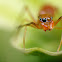 Ant-mimic spider
