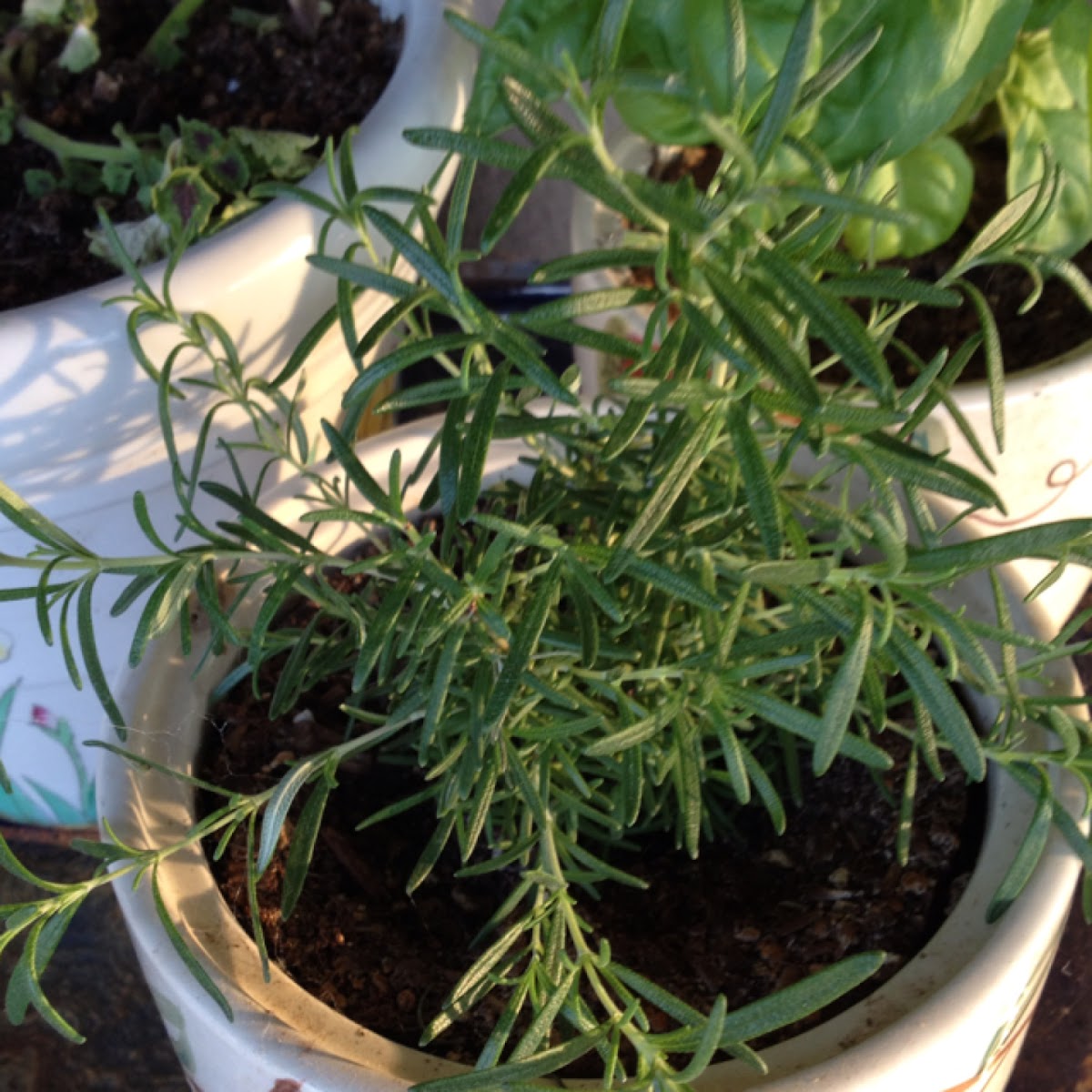 rosemary