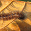 Hairy Caterpillar