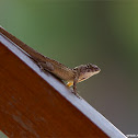 Brown Anole