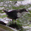 Dipper
