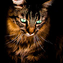 cat