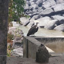 Hooded Vulture