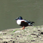 Northern Shoveler