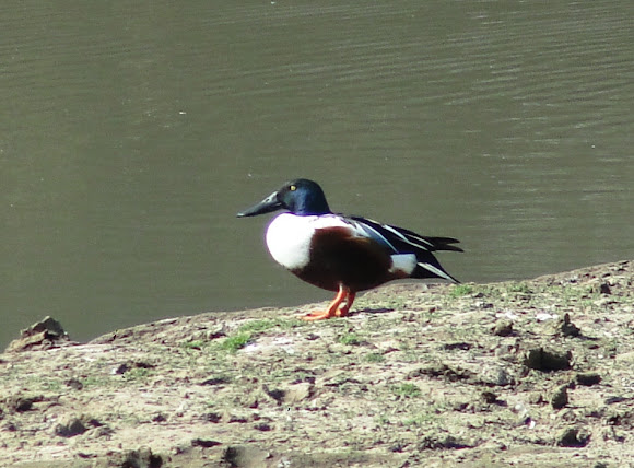 Spotting Image 1