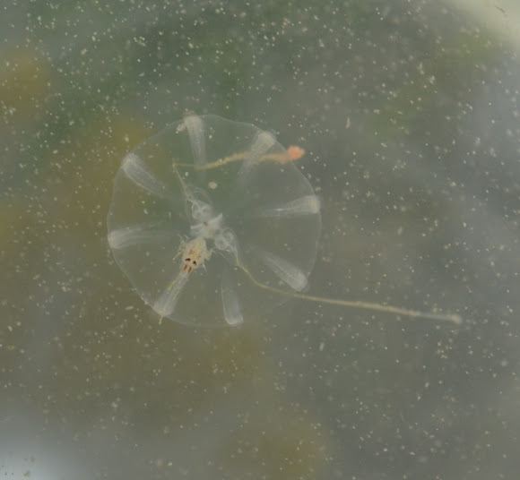 Spotting Image 1