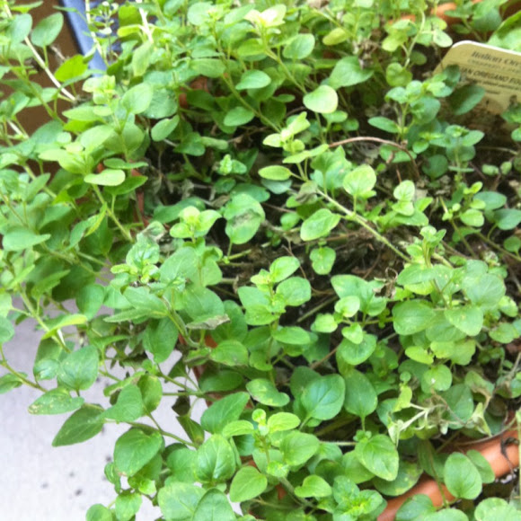 Spotting Image 1