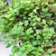 Oregano 