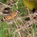Theona Checkerspot