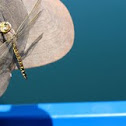 dragon fly