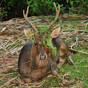 Javan Rusa