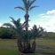 Dates palm