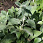 Lamb's Ear