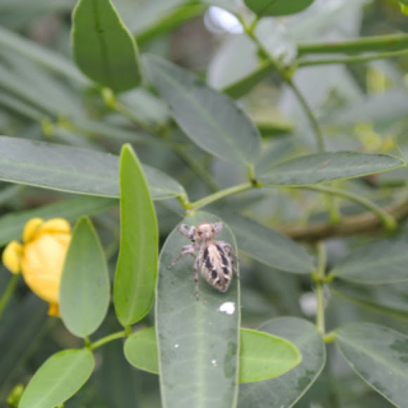 Spotting Image 1