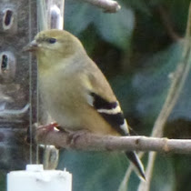 Birds of East Brunswick, NJ
