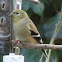 Golden finch