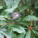 Red Wattlebird