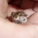 toad