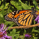 Monarch Butterfly