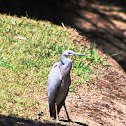 White-faced Heron