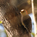 red bellied woodpecker