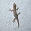 Common House Gecko