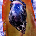 Giant African land snail