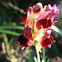 Linaria aeruginosa
