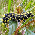 Lagarta de mariposa saturnidea (Saturnid moth caterpillar)
