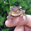 Cuban tree frog
