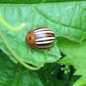 False potato beetle