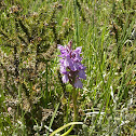 Wild orchids